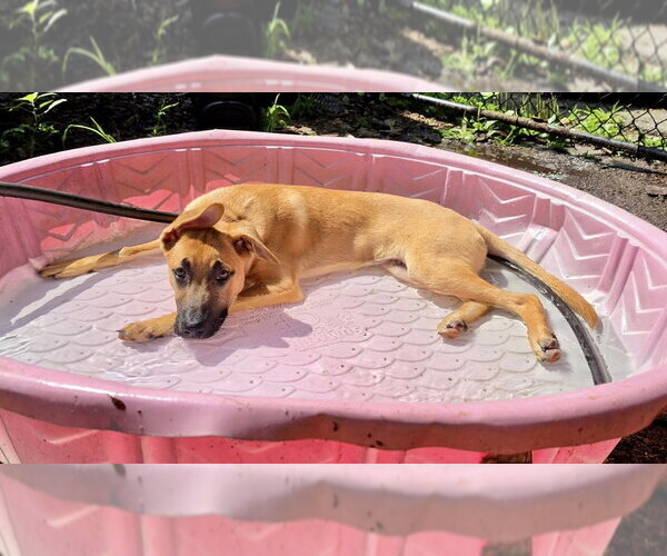 Medium Photo #22 Labrador Retriever-Unknown Mix Puppy For Sale in Brewster, NY, USA