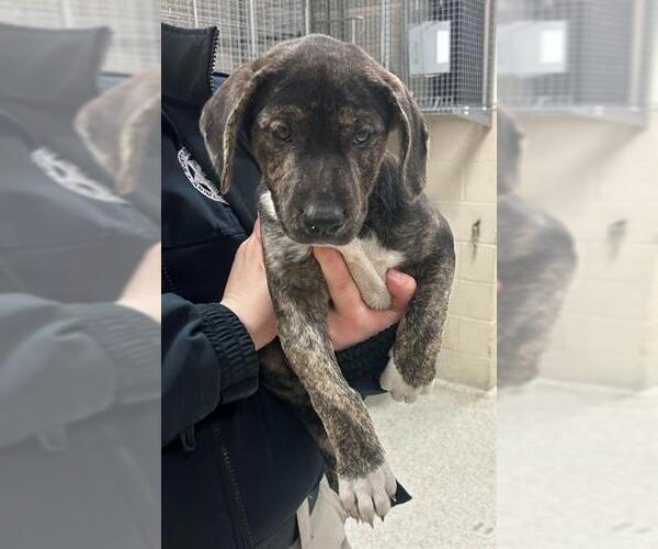 Medium Photo #1 American Pit Bull Terrier-Unknown Mix Puppy For Sale in Conroe, TX, USA