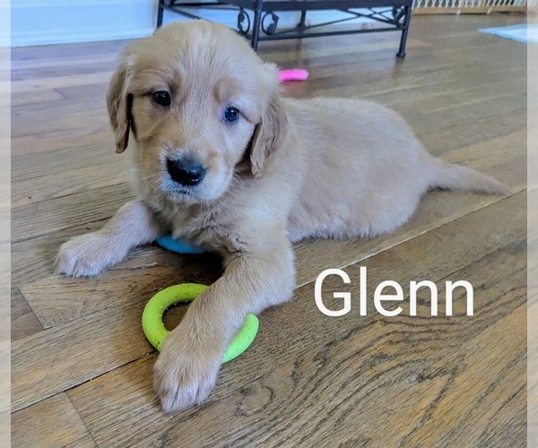 Medium Photo #11 Golden Retriever Puppy For Sale in PAMPLIN, VA, USA