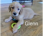 Small #10 Golden Retriever