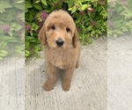 Small Photo #2 Goldendoodle-Poodle (Miniature) Mix Puppy For Sale in RICHMOND, IL, USA