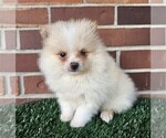 Small #17 Pomeranian