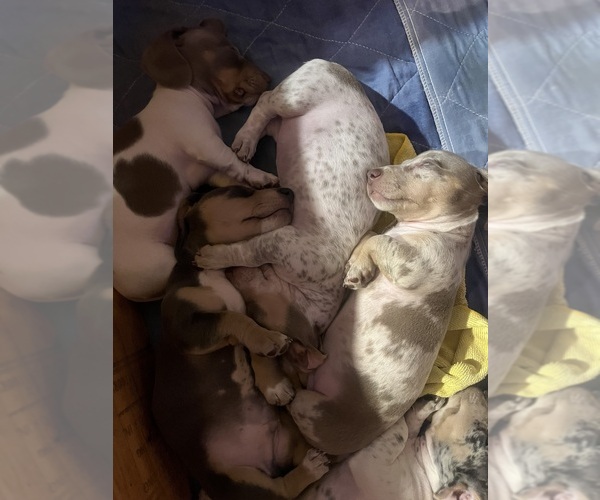 Medium Photo #22 Dachshund Puppy For Sale in LAKEBAY, WA, USA