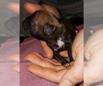 Small Photo #7 Buggs Puppy For Sale in WEST PLAINS, MO, USA