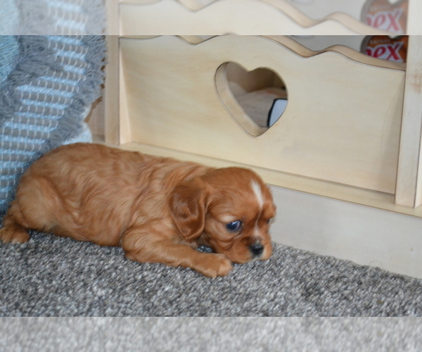 Medium Photo #3 Cavalier King Charles Spaniel Puppy For Sale in GREENWOOD, WI, USA