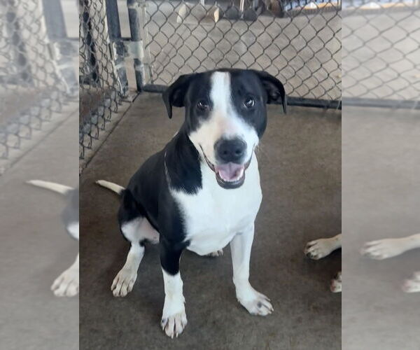 Medium Photo #9 Mutt Puppy For Sale in Bolivar, MO, USA