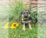 Small Photo #15 German Shepherd Dog Puppy For Sale in MILLERSTOWN, PA, USA