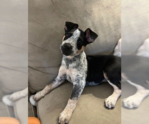 Medium Photo #3 Mutt Puppy For Sale in Garden City, NY, USA