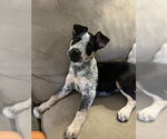 Small #2 Mutt