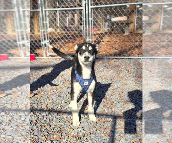 Medium Photo #1 Siberian Husky Puppy For Sale in Albemarle, NC, USA