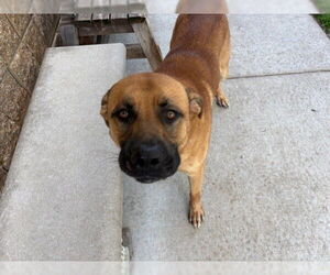Chow Chow-Labrador Retriever Mix Dogs for adoption in Tulsa, OK, USA