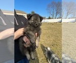 Small Photo #1 Keeshond Puppy For Sale in DELPHI, IN, USA