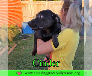 Cinder - Female Labrador Retriever-Unknown Mix Dog for Adoption - Photo #10