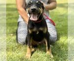 Small #3 Labrador Retriever Mix