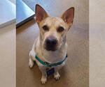 Small Chinese Shar-Pei Mix