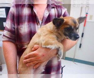 Chiranian Dogs for adoption in Oroville, CA, USA