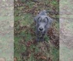 Small Photo #6 Great Pyredane-Labany Mix Puppy For Sale in ESTACADA, OR, USA