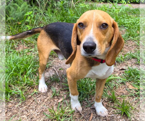 Medium Photo #3 Beagle Puppy For Sale in Dunnellon, FL, USA