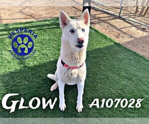 - Mix Dogs for adoption in HESPERIA, CA, USA