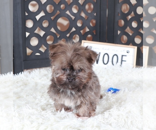 Medium Photo #3 Havanese Puppy For Sale in MOUNT VERNON, OH, USA