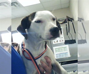 Mutt Dogs for adoption in Fayetteville, NC, USA