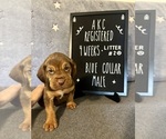 Puppy Blue collar 2 Bloodhound