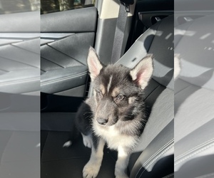 Siberian Husky Puppy for sale in LOVELAND, OH, USA