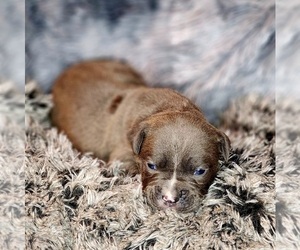 Medium Olde English Bulldogge