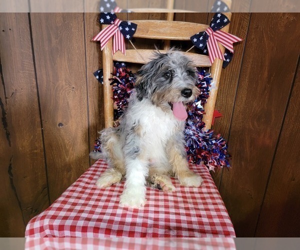 Medium Photo #68 Bernedoodle (Miniature) Puppy For Sale in BLACK FOREST, CO, USA