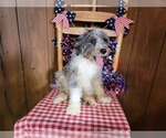 Small Photo #68 Bernedoodle (Miniature) Puppy For Sale in BLACK FOREST, CO, USA
