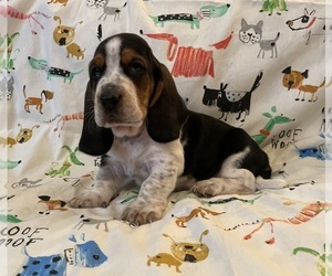 Basset Hound Puppy for sale in VILLA RIDGE, MO, USA