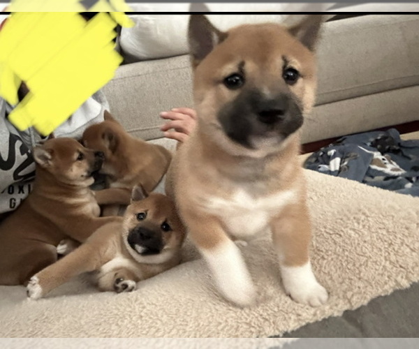 Full screen Photo #1 Shiba Inu Puppy For Sale in FULLERTON, CA, USA
