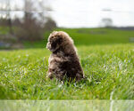 Small Photo #16 ShihPoo Puppy For Sale in WARSAW, IN, USA
