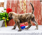 Small Photo #35 Mastiff Puppy For Sale in WAKARUSA, IN, USA
