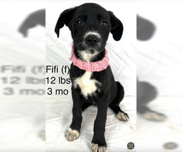 Medium Photo #1 Mutt Puppy For Sale in Sterling, MA, USA