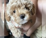 Puppy Puppy 1 Poodle (Toy)