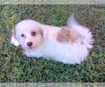 Small Photo #3 Maltipoo Puppy For Sale in BRISTOL, PA, USA
