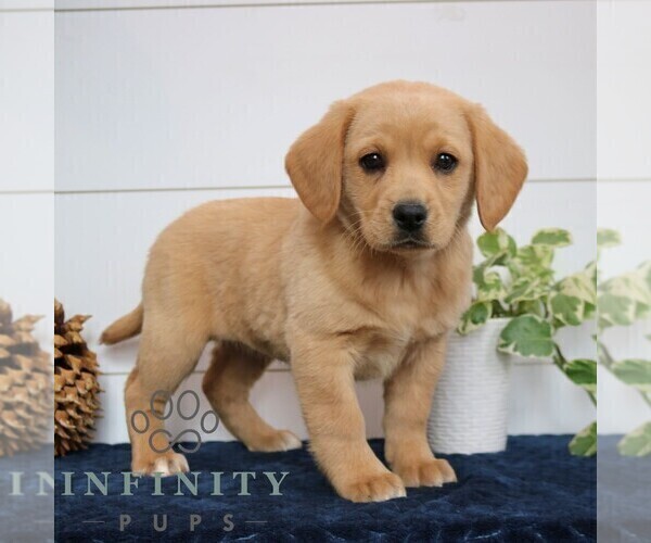 Medium Photo #2 Goldador Doodle Puppy For Sale in NARVON, PA, USA