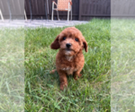 Small #4 Goldendoodle (Miniature)