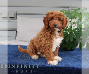 Goldendoodle Puppy for sale in NARVON, PA, USA