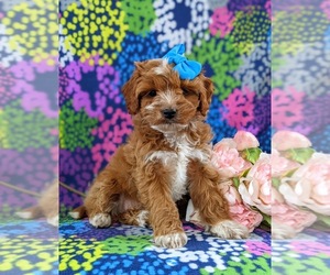 Cock-A-Poo-Poodle (Toy) Mix Puppy for sale in KIRKWOOD, PA, USA