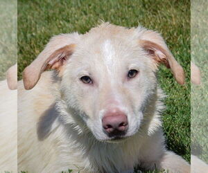 Great Pyrenees-Unknown Mix Dogs for adoption in Huntley, IL, USA
