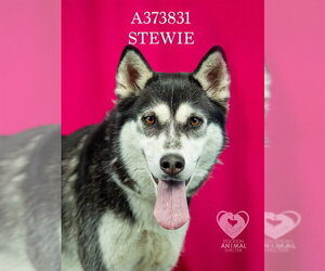 STEWIE - Female Siberian Husky Dog for Adoption - Photo #2