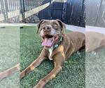 Small American Staffordshire Terrier Mix