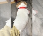 Small #2 Jack Russell Terrier