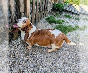 Basset Hound Dog for Adoption in PETERSBURG, Indiana USA