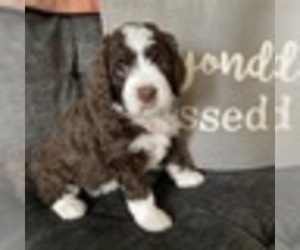 F2 Aussiedoodle Puppy for sale in MBORO, TN, USA