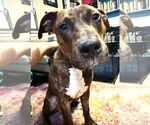 Small #4 American Pit Bull Terrier