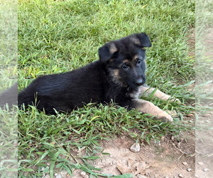 Medium German Shepherd Dog