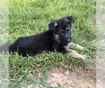 Puppy 1 German Shepherd Dog